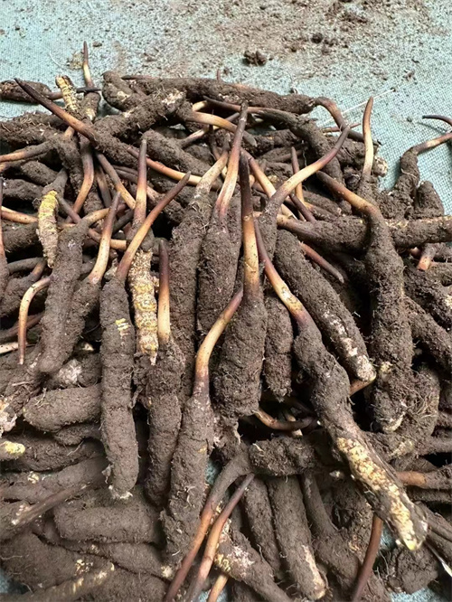 手術(shù)后能否食用冬蟲夏草？專家解答與術(shù)后康復(fù)建議
