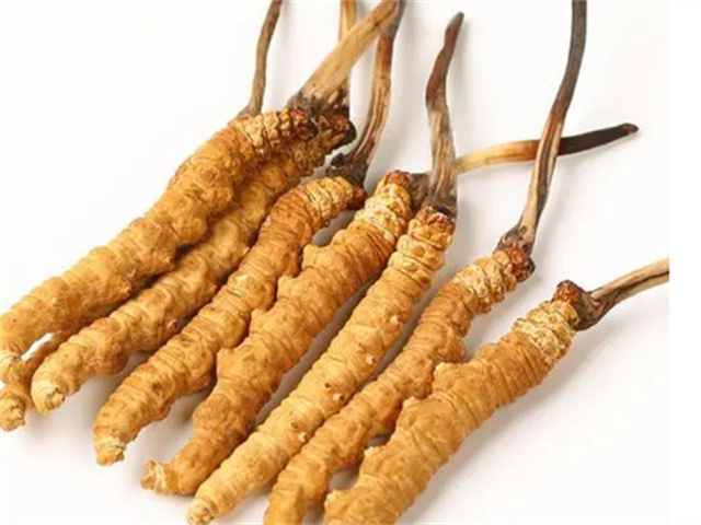 男人適合食用冬蟲夏草嗎？冬蟲夏草的藥用價值