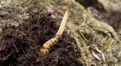  <a href=http://www.ynrhw.com/xinxian/ target=_blank class=infotextkey>鮮冬蟲夏草</a>的多樣食用方法