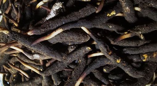 新鮮冬蟲(chóng)夏草怎么吃