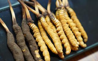 新鮮冬蟲(chóng)夏草一克大概多少錢