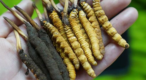 新鮮冬蟲夏草怎么清洗  
