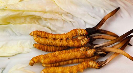 那曲雪域<a href=http://www.ynrhw.com/xinxian/ target=_blank class=infotextkey>新<a href=http://www.ynrhw.com/xinxian/ target=_blank class=infotextkey>鮮冬蟲夏草</a></a>