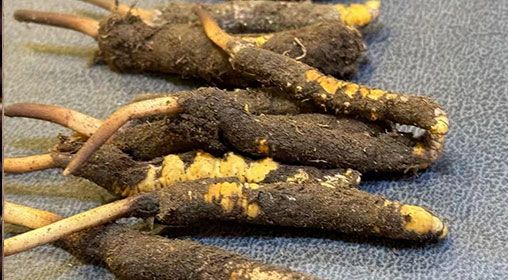 新鮮冬蟲(chóng)夏草壞了：原因、識(shí)別與應(yīng)對(duì)策略