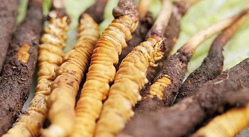 新鮮的冬蟲(chóng)夏草煲雞湯