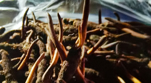 新鮮冬蟲夏草排骨湯