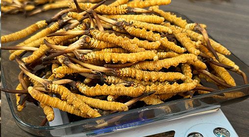 <a href=http://www.ynrhw.com/s/brxcc target=_blank class=infotextkey>比如縣冬蟲夏草</a>新鮮度