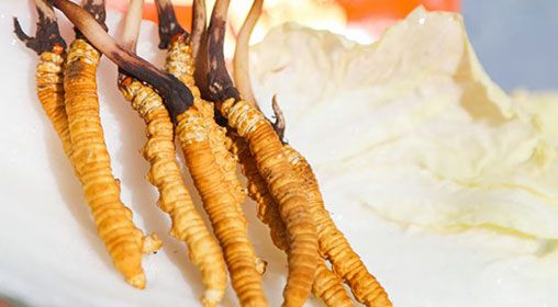 <a href=http://www.ynrhw.com/xinxian/ target=_blank class=infotextkey>新<a href=http://www.ynrhw.com/xinxian/ target=_blank class=infotextkey>鮮冬蟲夏草</a></a>煮飯:滋養(yǎng)身心的雪域珍饈