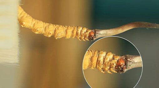 冬蟲夏草新鮮好嗎？