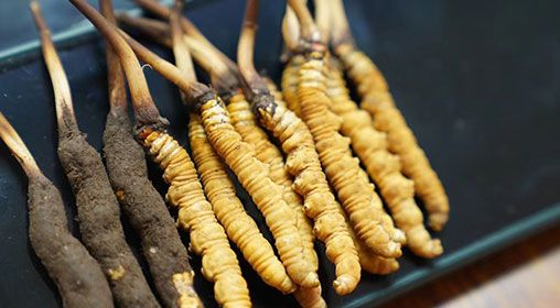 魚翅與<a href=http://www.ynrhw.com/xinxian/ target=_blank class=infotextkey>新<a href=http://www.ynrhw.com/xinxian/ target=_blank class=infotextkey>鮮冬蟲夏草</a></a>