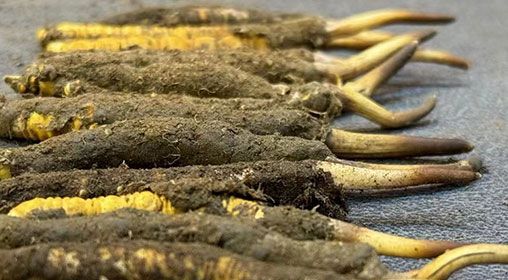 那曲<a href=http://www.ynrhw.com/xinxian/ target=_blank class=infotextkey>新<a href=http://www.ynrhw.com/xinxian/ target=_blank class=infotextkey>鮮冬蟲夏草</a></a>采摘