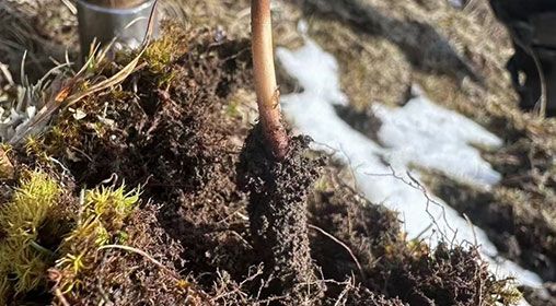 <a href=http://www.ynrhw.com/xinxian/ target=_blank class=infotextkey>新<a href=http://www.ynrhw.com/xinxian/ target=_blank class=infotextkey>鮮冬蟲夏草</a></a>存放