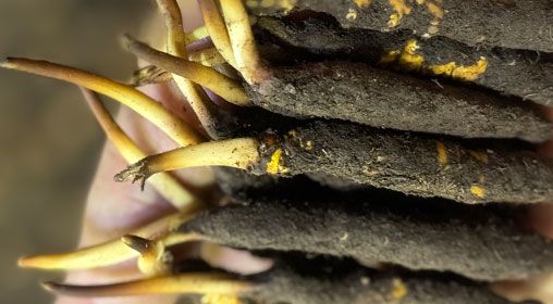 <a href=http://www.ynrhw.com/xinxian/ target=_blank class=infotextkey>新<a href=http://www.ynrhw.com/xinxian/ target=_blank class=infotextkey>鮮冬蟲(chóng)夏草</a></a>晾曬