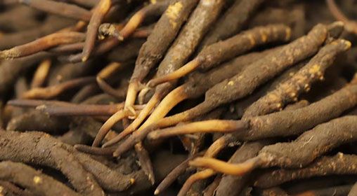 <a href=http://www.ynrhw.com/xinxian/ target=_blank class=infotextkey>新<a href=http://www.ynrhw.com/xinxian/ target=_blank class=infotextkey>鮮冬蟲夏草</a></a>品質(zhì)