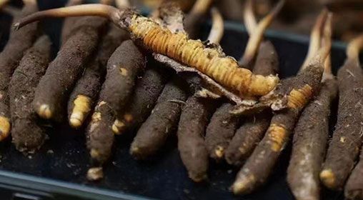 <a href=http://www.ynrhw.com/xinxian/ target=_blank class=infotextkey>新<a href=http://www.ynrhw.com/xinxian/ target=_blank class=infotextkey>鮮冬蟲夏草</a></a>發(fā)貨