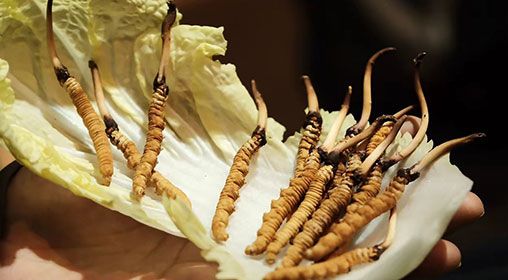 冷藏<a href=http://www.ynrhw.com/xinxian/ target=_blank class=infotextkey>新<a href=http://www.ynrhw.com/xinxian/ target=_blank class=infotextkey>鮮冬蟲夏草</a></a>   