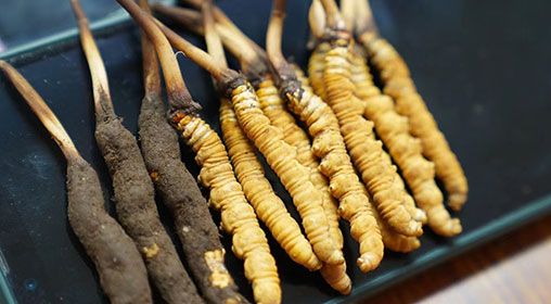 <a href=http://www.ynrhw.com/xinxian/ target=_blank class=infotextkey>新<a href=http://www.ynrhw.com/xinxian/ target=_blank class=infotextkey>鮮冬蟲(chóng)夏草</a></a>做菜