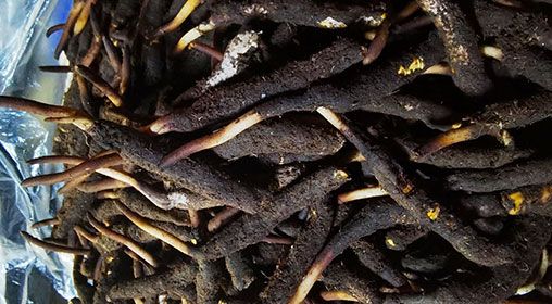 <a href=http://www.ynrhw.com/xinxian/ target=_blank class=infotextkey>新<a href=http://www.ynrhw.com/xinxian/ target=_blank class=infotextkey>鮮冬蟲夏草</a></a>產(chǎn)地