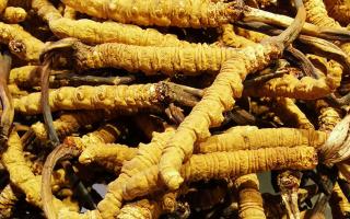 冬蟲夏草是什么味道？揭秘“軟黃金”的獨特風味