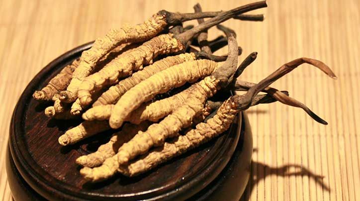 冬蟲夏草的價格一克：為何如此昂貴？