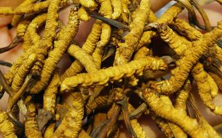 平陽(yáng)冬蟲(chóng)夏草市場(chǎng)在哪里？2024年最新采購(gòu)指南