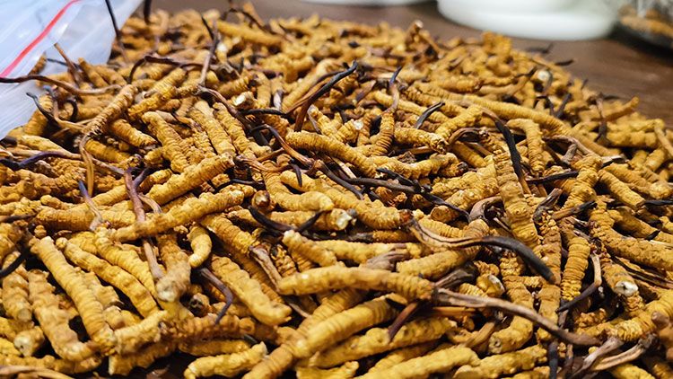 深圳<a href=http://www.ynrhw.com/zhengce/ target=_blank class=infotextkey>冬蟲夏草交易</a>市場：南中國蟲草貿(mào)易的黃金樞紐