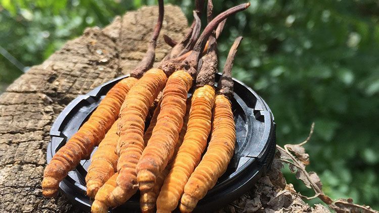 蟲草是什么？揭秘"軟黃金"的奧秘