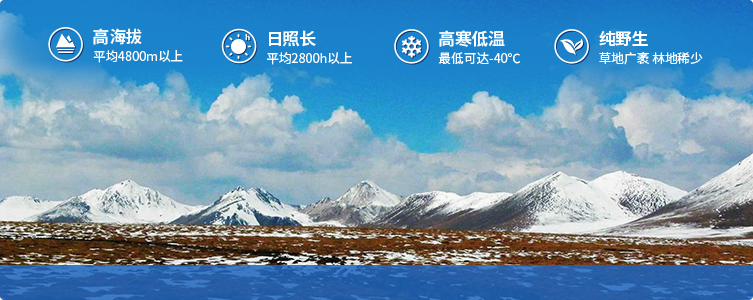 為什么說(shuō)西藏那曲的冬蟲(chóng)夏草，是品質(zhì)最好的蟲(chóng)草！