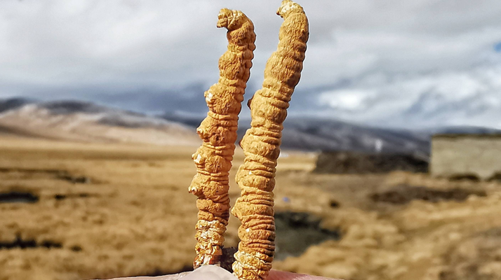 全球<a href=http://www.ynrhw.com/ target=_blank class=infotextkey>冬蟲夏草</a>核心產(chǎn)地分布圖鑒（2024最新版）