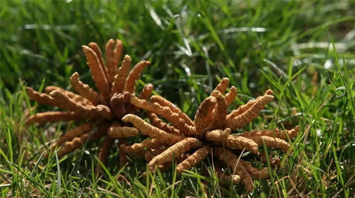 回收<a href=http://www.ynrhw.com/jiage/ target=_blank class=infotextkey>冬蟲夏草多少錢</a>