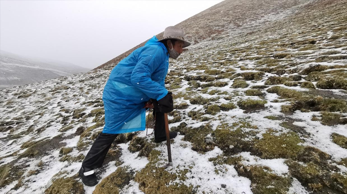探秘冬蟲(chóng)夏草采摘季