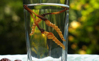 探秘五糧液冬蟲夏草酒價格：多維視角下的市場剖析