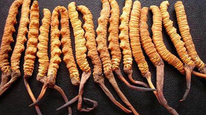 蟲草真假區(qū)分攻略