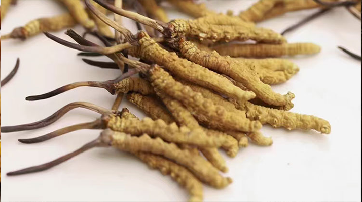 <a href=http://www.ynrhw.com/jiage/ target=_blank class=infotextkey>冬蟲(chóng)夏草價(jià)格</a>剖析：波動(dòng)中的市場(chǎng)價(jià)值