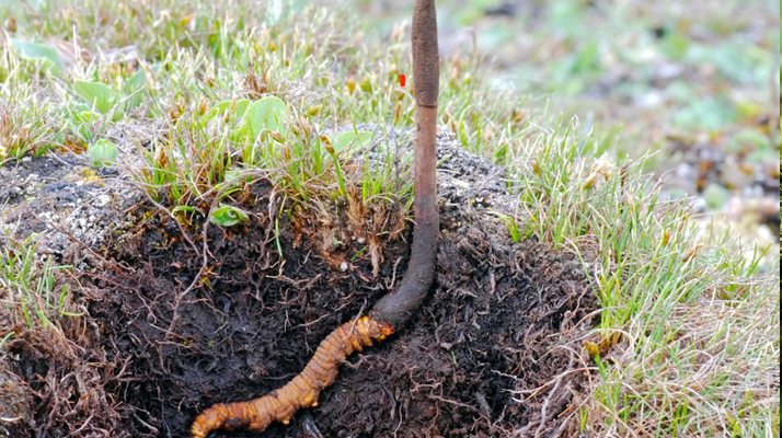 蟲與草的共生密碼:冬蟲夏草的雙重身份剖析