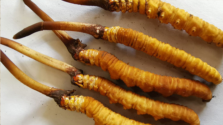 冬蟲夏草鮮草保質(zhì)期全解析：科學儲存鎖住營養(yǎng)