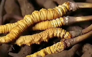 冬蟲(chóng)夏草鮮草冷凍保存全指南：鎖住營(yíng)養(yǎng)，延長(zhǎng)鮮美