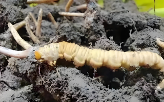 冬蟲(chóng)夏草鮮草與干草的差異解析：不同形態(tài)，別樣價(jià)值