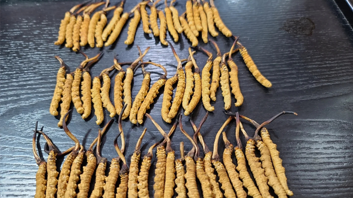 <a href=http://www.ynrhw.com/ target=_blank class=infotextkey><a href=http://www.ynrhw.com/s/nqcc/ target=_blank class=infotextkey>那曲冬蟲夏草</a></a>：鮮草與干草的多維差異? ? ? ?