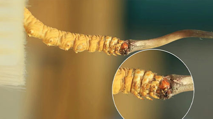 哪里能買到新鮮的冬蟲夏草？這幾個渠道要知道