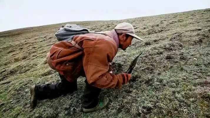 西藏冬蟲夏草最大產(chǎn)地：那曲，自然饋贈的珍寶之地