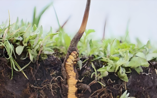 冬蟲夏草：自然界的生命奇跡