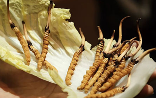 解鎖鮮冬蟲(chóng)夏草的養(yǎng)生密碼：食用的多重益處