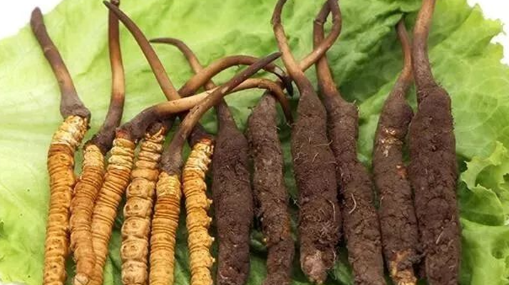 冬蟲夏草保鮮全攻略:鎖住精華的科學(xué)儲(chǔ)存指南