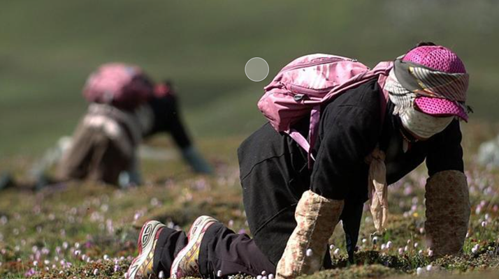 西藏<a href=http://www.ynrhw.com/xinxian/ target=_blank class=infotextkey>新<a href=http://www.ynrhw.com/xinxian/ target=_blank class=infotextkey>鮮冬蟲夏草</a></a>:雪域高原的神奇饋贈(zèng)