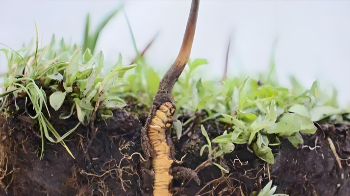 冬蟲夏草鮮草：鮮活的生命力，至臻的養(yǎng)生之選