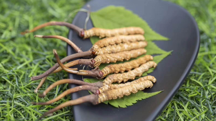 冬蟲夏草:當“鮮”成為最好的滋補注腳