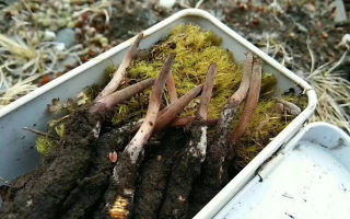 冬蟲夏草鮮草季：邂逅高原至寶，開啟健康滋養(yǎng)新體驗