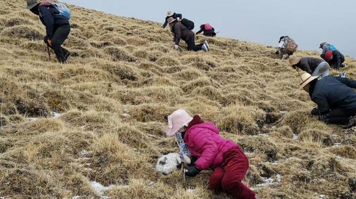 冬蟲(chóng)夏草鮮草：產(chǎn)地與采收月份探秘