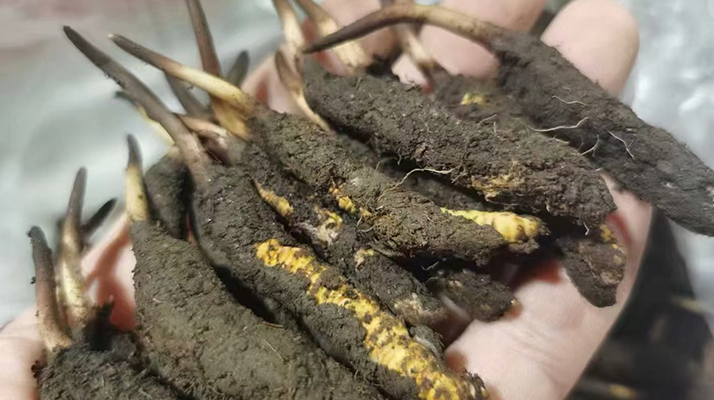 4月：新鮮冬蟲夏草批發(fā)正當時